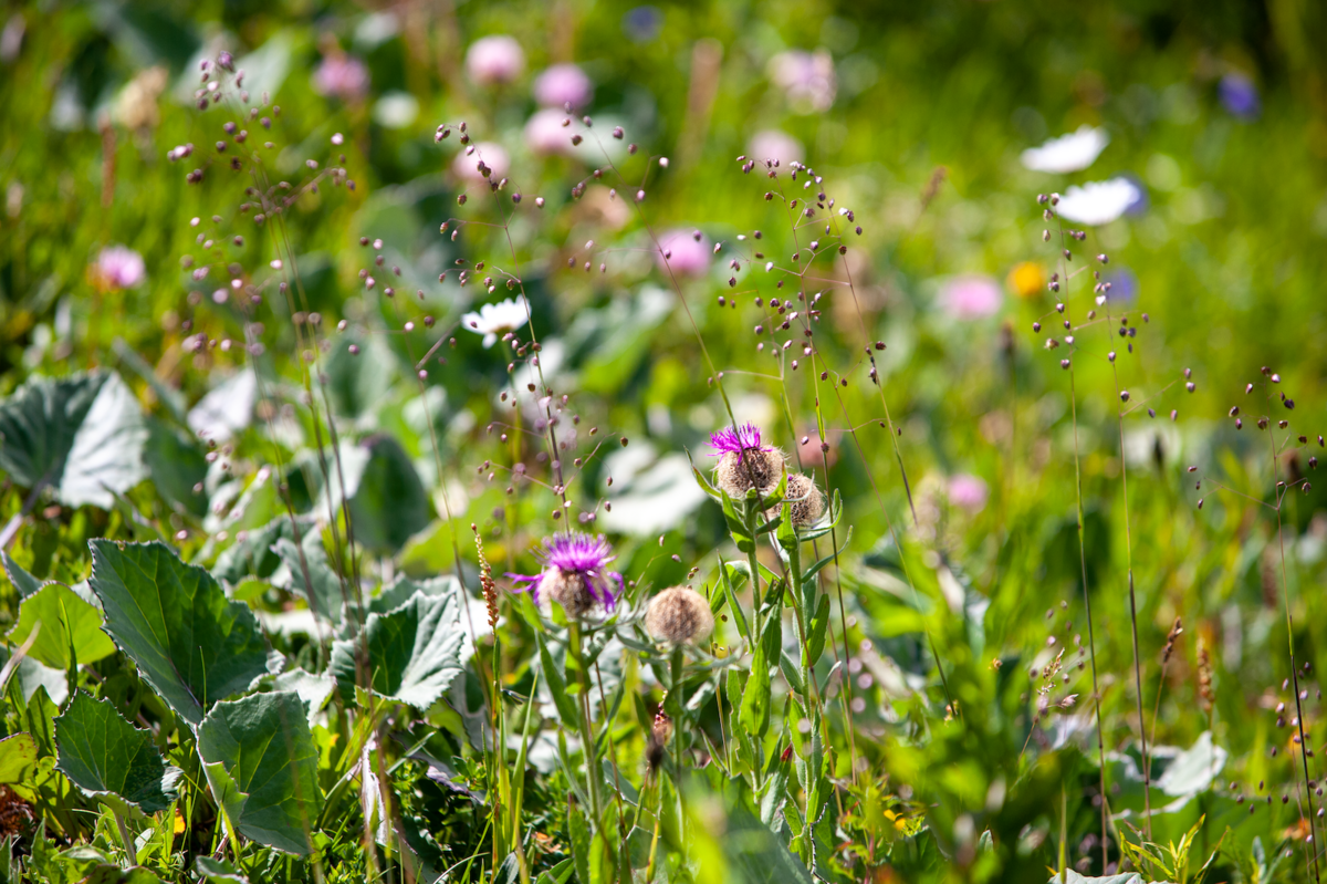 Un peu plus haut sur les pentes, quelques fleurs témoignent de la beauté du parc naturel de la Vanoise tout proche - © Reflets