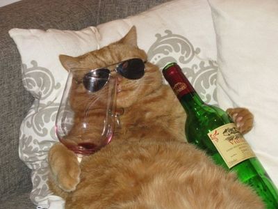 chat-lunettes-bouteille-cool