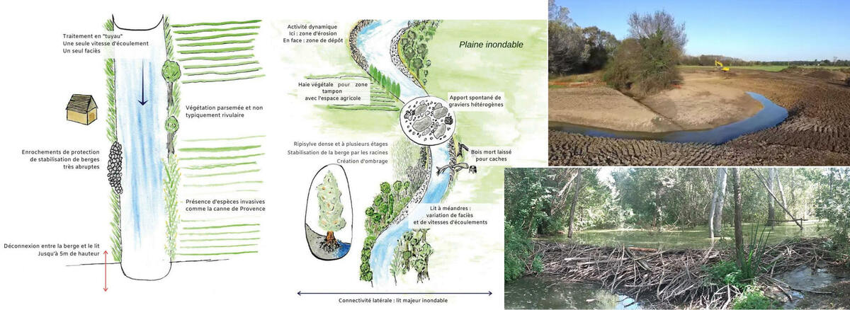 Ré-agentifier la rivière jusqu'au retour des castors - Kamal Lebaillif - EPTB Vistre