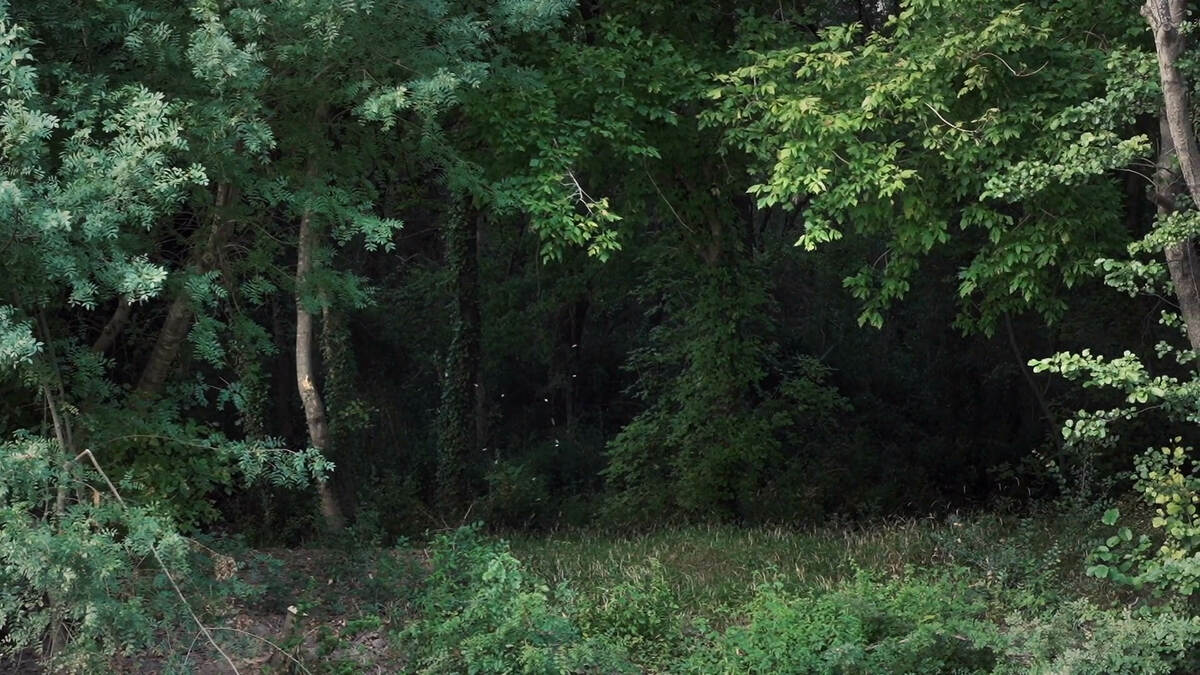 Les ripisylves, riches écosystèmes des berges, bruissants du son des animaux qui s'en partagent l'usage. - Marie Lusson