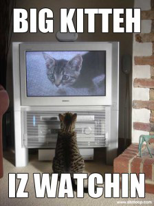 big-kitteh
