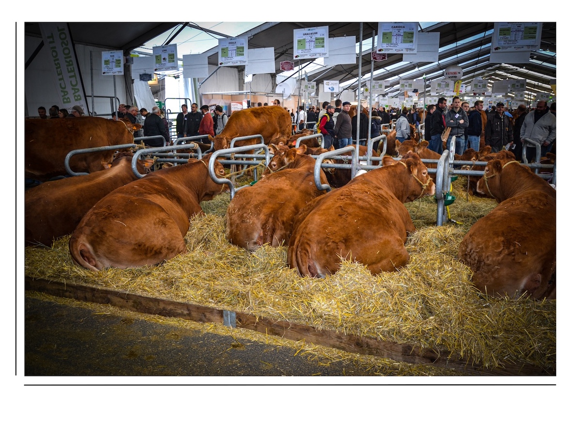 Les vaches regardent passer les humains - © Reflets