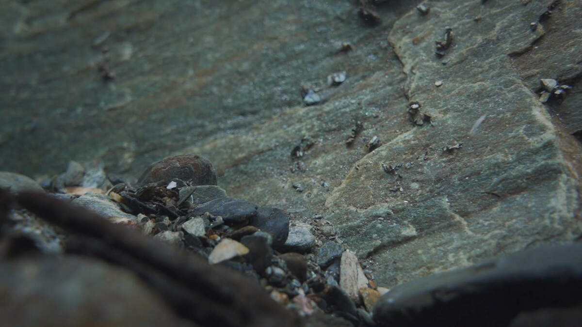 L'Umwelt des graviers, un monde sautillant et pétillant, changeant en une seconde. - Marie Lusson