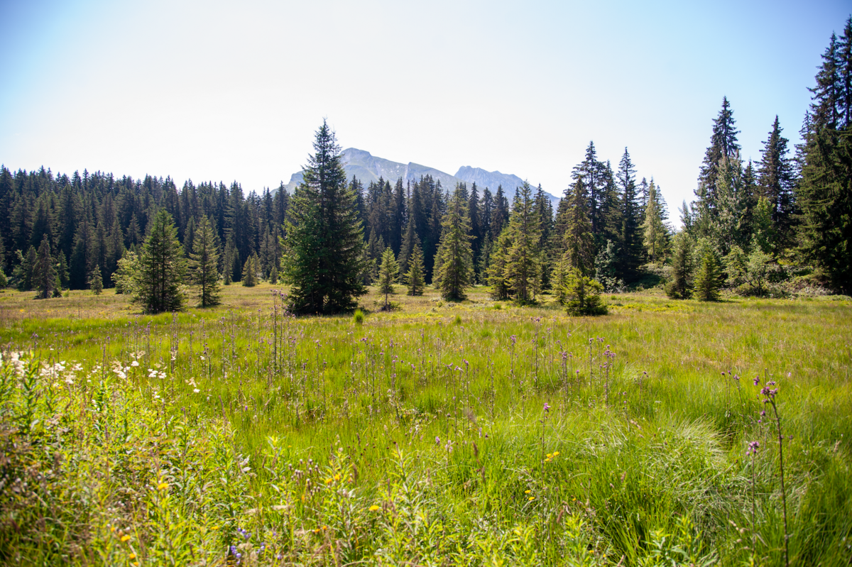 La promenade sur le plateau se poursuit en direction du lieu choisi pour la retenue. La nature est éblouisssante. - © Reflets