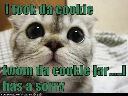 lolcat-cookie