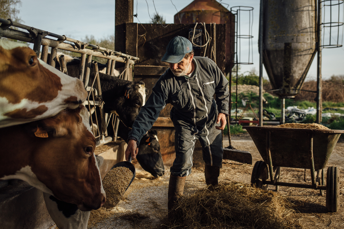 Marcel est éleveur de vaches au Limimbout. Il cohabite en bonne entente avec les Zadiste, sur un système d'entraide au quotidien. - © Cyril Marcilhacy
