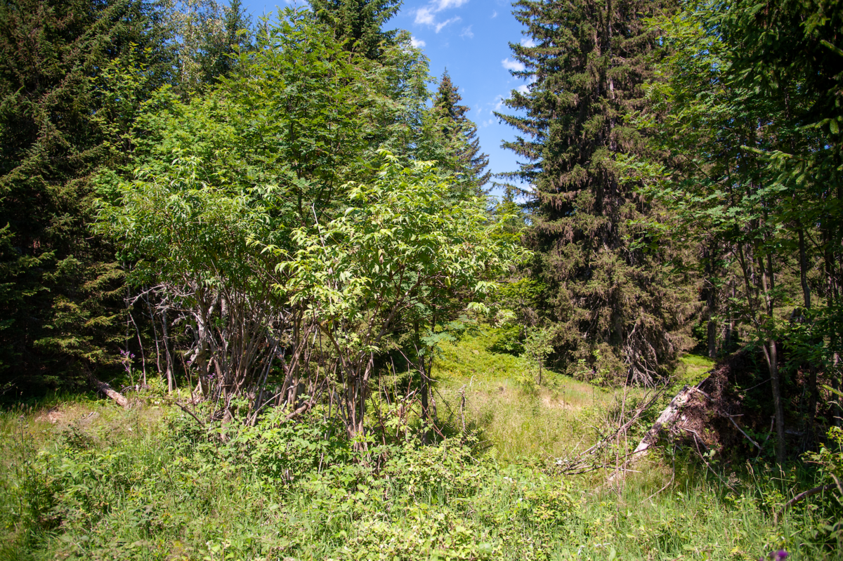 C'est ici que devrait être construite la retenue et sa digue de 12 mètres de haut... - © Reflets